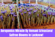 Aeroponics Miracle By Hemant Srivastava. Saffron Blooms In Lucknow!