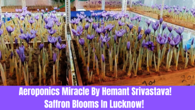 Aeroponics Miracle By Hemant Srivastava. Saffron Blooms In Lucknow!