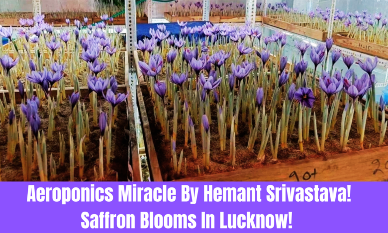 Aeroponics Miracle By Hemant Srivastava. Saffron Blooms In Lucknow!