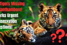 Where Have They Gone? 25 Tigers Missing In Ranthambore Sparks Urgent Conservation Questions!