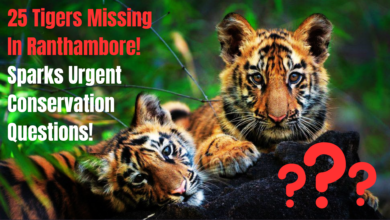 Where Have They Gone? 25 Tigers Missing In Ranthambore Sparks Urgent Conservation Questions!