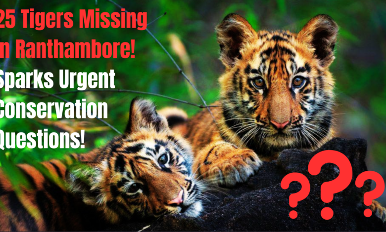 Where Have They Gone? 25 Tigers Missing In Ranthambore Sparks Urgent Conservation Questions!